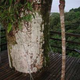 Illustration for article titled Bellavistas Biodigesting Treehouses Are Endor on Earth